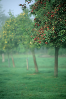 France, Normandie, calvados, pommes a cidre, pays d'auge,