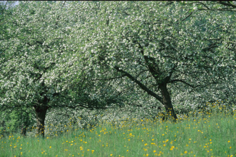 France, pays d'auge
