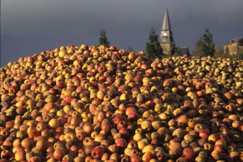 France, Normandie, calvados, pommes a cidre, pays d'auge,