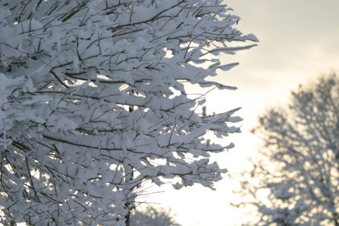 France, Normandie, calvados, cote fleurie, trouville sur mer, 20 centimetres de neige a Trouville (14) en janvier 2006, branches,