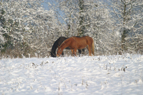 France, Normandie, calvados, cote fleurie, trouville sur mer, 20 centimetres de neige a Trouville (14) en janvier 2006, chevaux au pre,