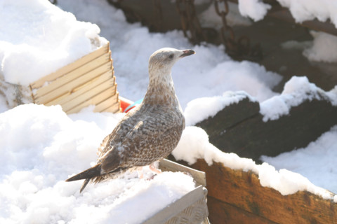 France, Normandie, calvados, cote fleurie, trouville sur mer, 20 centimetres de neige a Trouville (14) en janvier 2006, port de peche, goeland sur un chalutier,