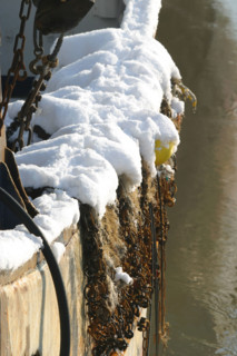 France, Normandie, calvados, cote fleurie, trouville sur mer, 20 centimetres de neige a Trouville (14) en janvier 2006, port de peche, chalutier, filets,