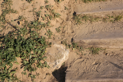 France, Basse Normandie, calvados, cabourg, plage, sable et escaliers, marche, vegetation, traces