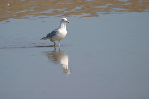 France, Basse Normandie, calvados, cabourg, plage, maree basse, goeland argente, oiseau marin, reflet,
