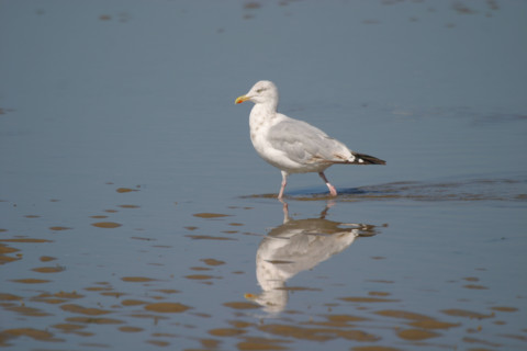 France, Basse Normandie, calvados, cabourg, plage, goeland argente, maree basse, oiseau marin,