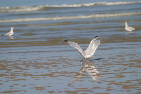France, Basse Normandie, calvados, cabourg, plage, goeland, oiseau marin, maree basse, mouette,