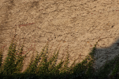 France, Basse Normandie, calvados, cote fleurie, deauville, detail de vegetatin sur un mur, habitat, nature,