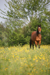 France, pays d'auge