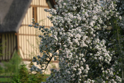 France, Basse Normandie, calvados, pays d'auge, pommier en fleurs, verger, arbre fruitier,