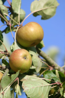France, Basse Normandie, calvados, pays d'auge, pommes, pommiers, fruits a cidre, verger, arbres fruitiers,