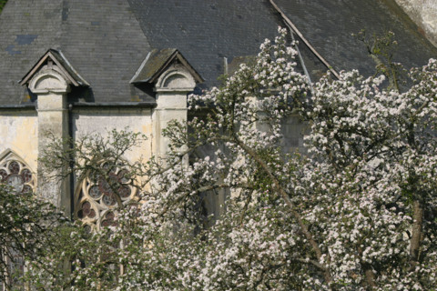 France, Basse Normandie, calvados, pays d'auge, saint hymer, route des douets, pommier en fleurs, verger, prieure