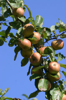 France, Basse Normandie, calvados, pays d'auge, pommes, pommiers, fruits a cidre, verger, arbre fruitier,