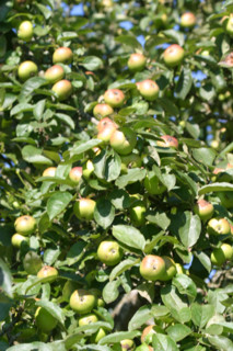 France, Basse Normandie, calvados, pays d'auge, pommes, pommiers, fruits a cidre, verger, arbres fruitiers,