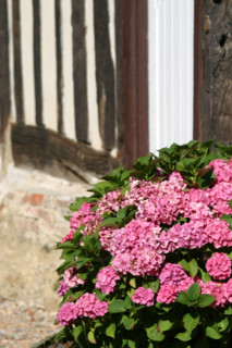 France, Basse Normandie, calvados, pays d'auge, hortensias, colombages, pans de bois, fleurs, maison,