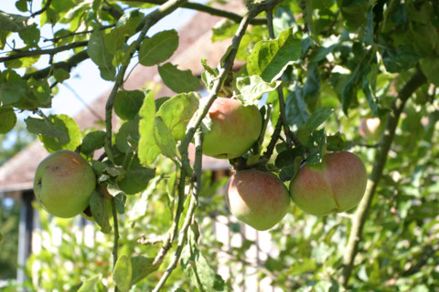 France, Basse Normandie, calvados, pays d'auge, pommes, pommiers, fruits a cidre, verger, arbres fruitiers,