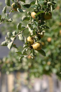 France, Basse Normandie, calvados, pays d'auge, pommes, pommiers, fruits a cidre, verger, arbres fruitiers,