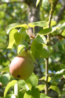 France, Basse Normandie, calvados, pays d'auge, poire, poirier, verger, arbre fruitier,