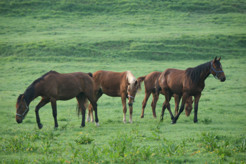 France, Basse Normandie, calvados, pays d'auge, chevaux aux environs de beuvron en auge, pre, herbe, elevage, cheval,