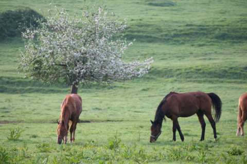 France, Basse Normandie, calvados, pays d'auge, chevaux aux environs de beuvron en auge, pre, herbe, pommier fleuri, elevage, cheval,