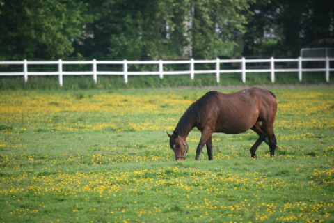France, Basse Normandie, calvados, pays d'auge, chevaux aux environs de beuvron en auge, pre, herbe, elevage, cheval,