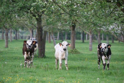 France, Basse Normandie, Calvados, pays d'auge, vaches normandes, pommier en fleurs, verger, arbre fruitier, agriculture, herbe,