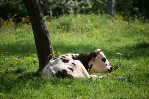 France, Basse Normandie, Calvados, pays d'auge, vaches normandes, pommier en fleurs, verger, arbre fruitier, agriculture, herbe,