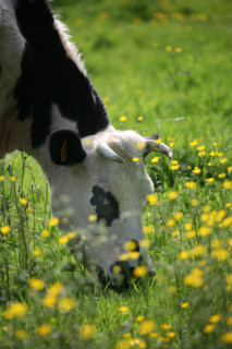 France, Basse Normandie, Calvados, pays d'auge, vaches normandes, agriculture, herbe,