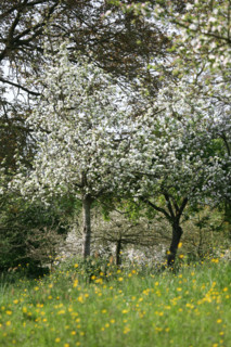 France, Basse Normandie, Calvados, pays d'auge, vaches normandes, pommier en fleurs, verger, arbre fruitier, agriculture, herbe,