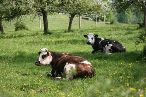 France, Basse Normandie, Calvados, pays d'auge, vaches normandes, pommier en fleurs, verger, arbre fruitier, agriculture, herbe,