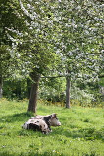 France, Basse Normandie, Calvados, pays d'auge, vaches normandes, pommier en fleurs, verger, arbre fruitier, agriculture, herbe,