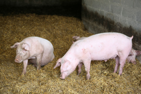 France, Basse Normandie, Calvados, danvou la ferriere, ferme de linoudel, famille Picard, porcs, cochons, charcuterie, produits fermiers,