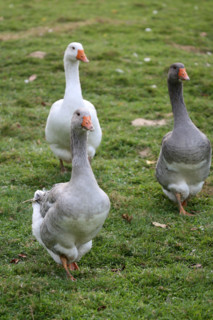 France, Basse Normandie, Calvados, danvou la ferriere, ferme de linoudel, famille Picard, oies, foie gras,