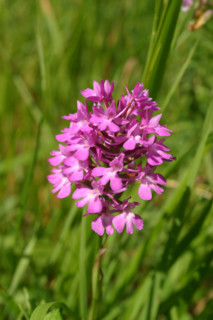 France, Haute Normandie, eure, les andelys, flore des hauteurs de chateau gaillard, orchidee sauvage