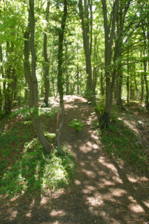 foret dans les hauteurs de chateau gaillard