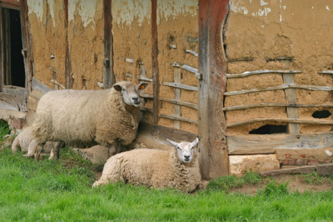 France, marais vernier