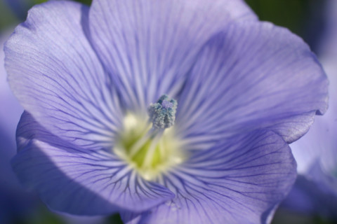 France, flax flower