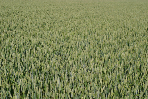 France, agriculture