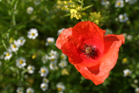 France, Haute Normandie, eure, ecouis, champ fleuri, coquelicot,