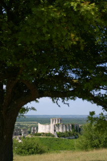 France, Haute Normandie, vallee de la Seine, eure, les andelys, chateau gaillard, vestige, richard coeur de lion, arbre,