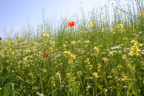 France, Haute Normandie, eure, ecouis, champ fleuri, giroflees, boutons d'or et coquelicots,