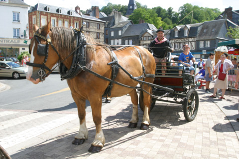 France, Haute Normandie, eure, cormeilles, promenades a cheval, max peuffier, caleche, cob normand, attelage, dimanche d'ete du marche campagnard