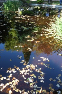 France, Haute Normandie, eure, bernay, jardin public, bassin, feuilles mortes, reflet,