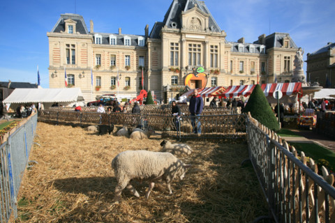 France, Haute Normandie, eure, evreux, fete de la pomme 4 novembre 2006, animaux parques au pied de l'hotel de ville,