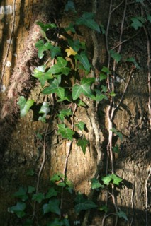 France, Haute Normandie, eure, bord de la voie verte bernay broglie, nature, vegetation, feuilles, nature,