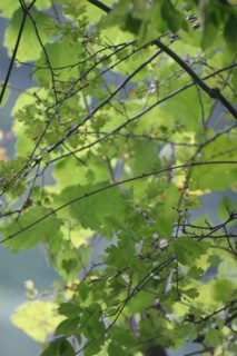 France, Haute Normandie, eure, bord de la voie verte bernay broglie, nature, vegetation, feuilles, nature,