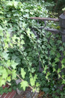 France, Haute Normandie, eure, bord de la voie verte bernay broglie, nature, vegetation, feuilles, nature,