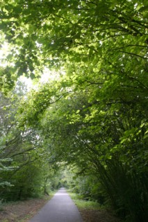France, Haute Normandie, eure, bord de la voie verte bernay broglie, nature, vegetation, feuilles, nature,
