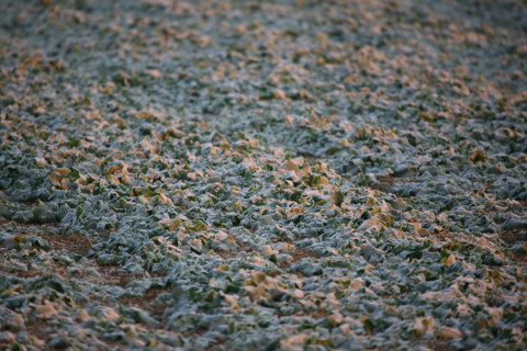 France, Haute Normandie, eure, sol gele a Gauciel/Evreux, froid, hiver, terre, givre,