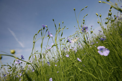France, Haute Normandie, pres du Neubourg, champ de lin en fleurs, ciel, agriculture, liniculture, textile,